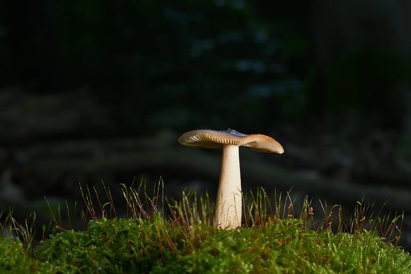 Whispering Woods